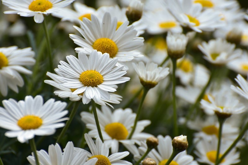 Flower Festival