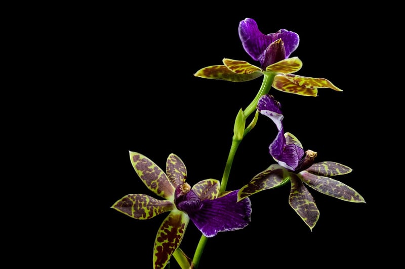 Orchid Exhibition