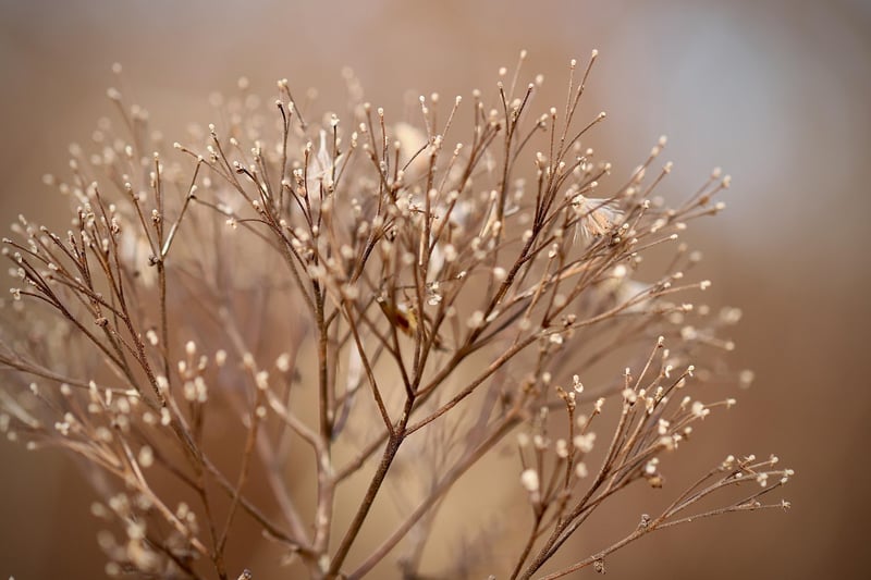 Plants in sunlight